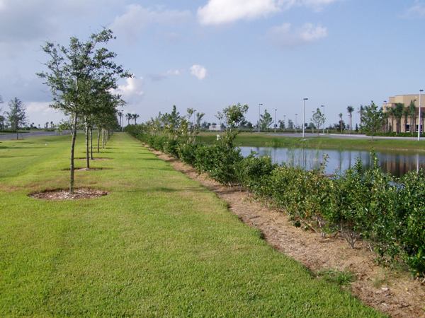 Stevenson Landscaping Project - Viera, Florida 07