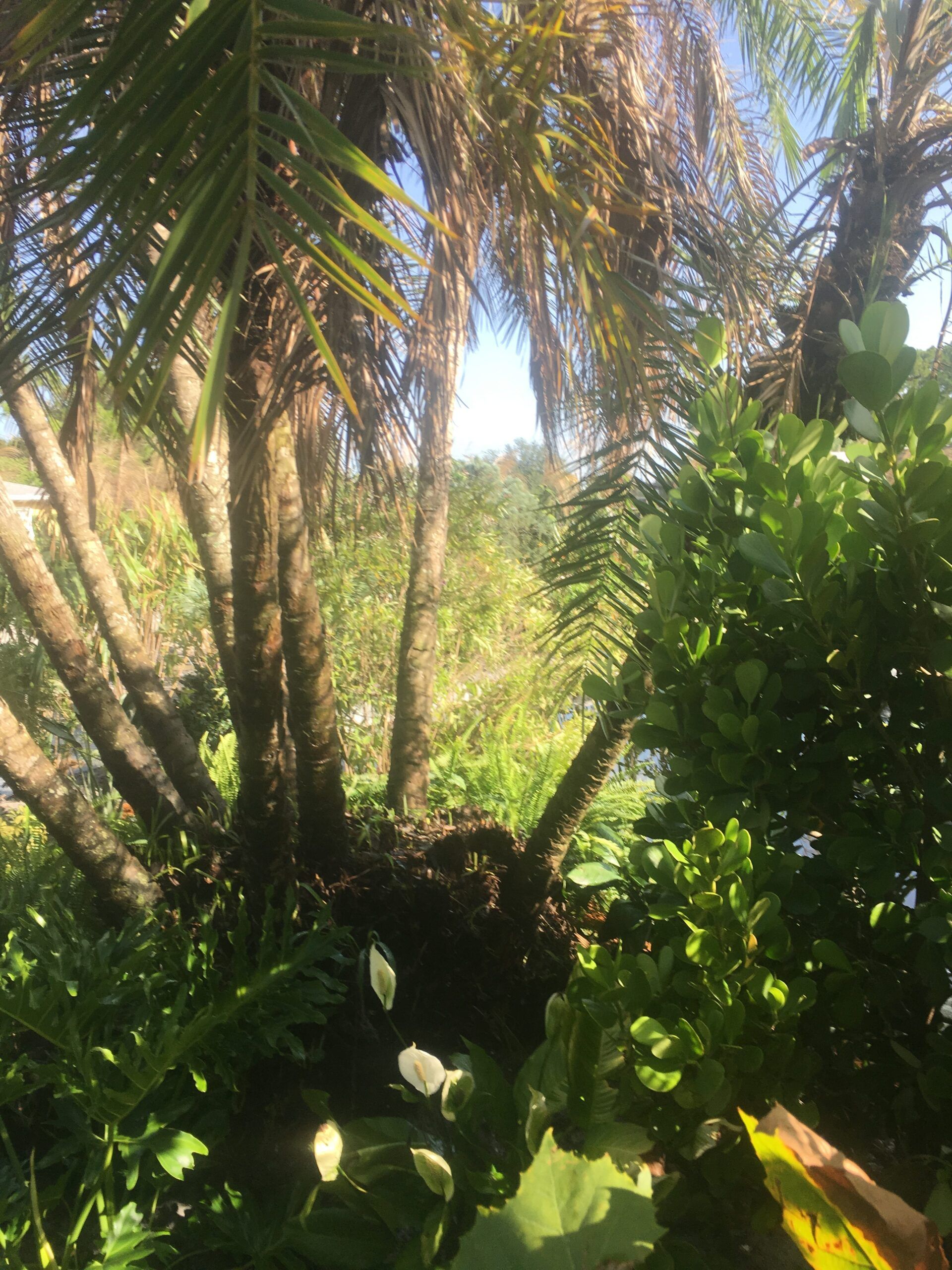 Stevenson Landscaping Project - Ashley Forest (Development) 15