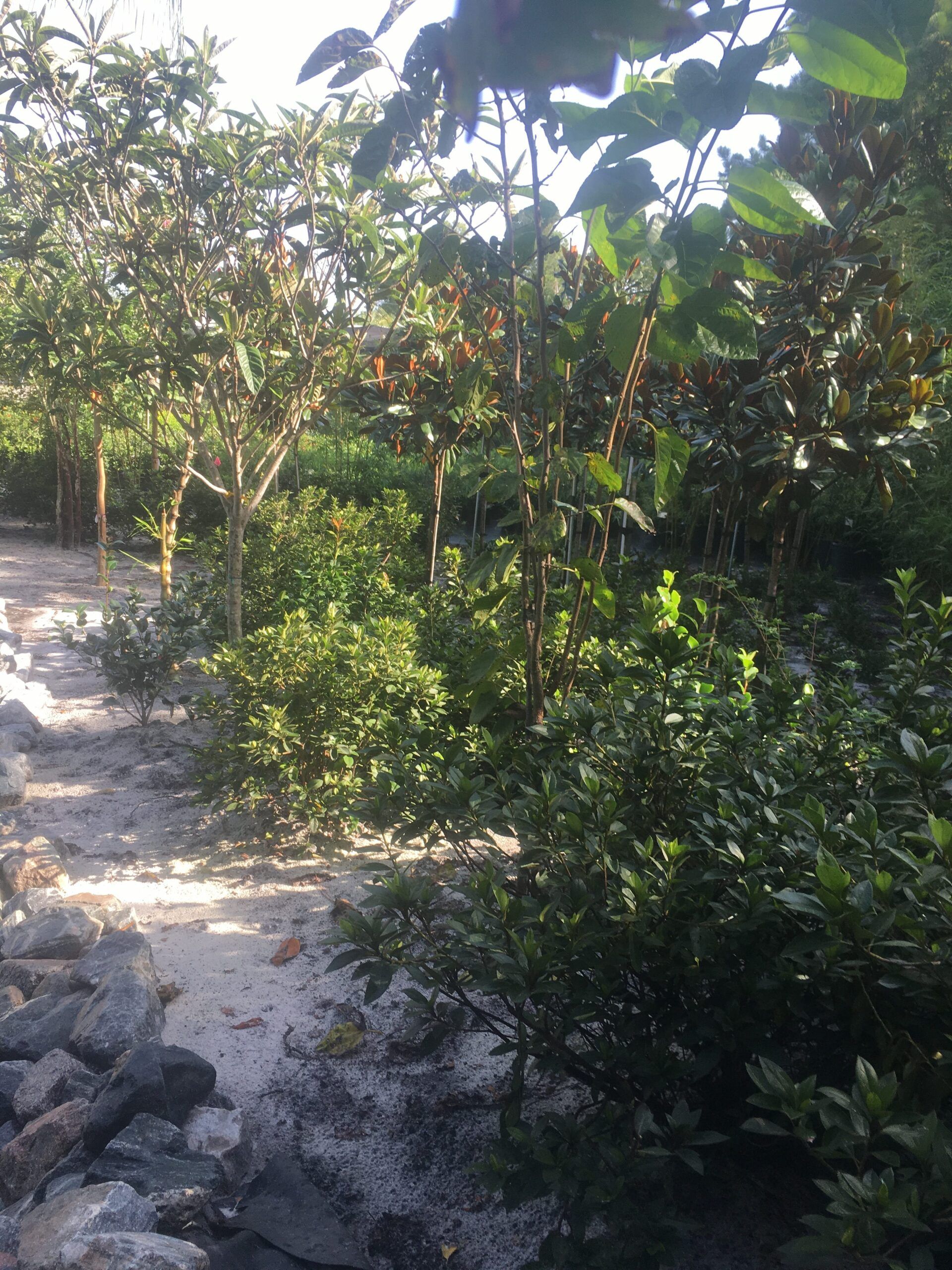 Stevenson Landscaping Project - Ashley Forest (Development) 22