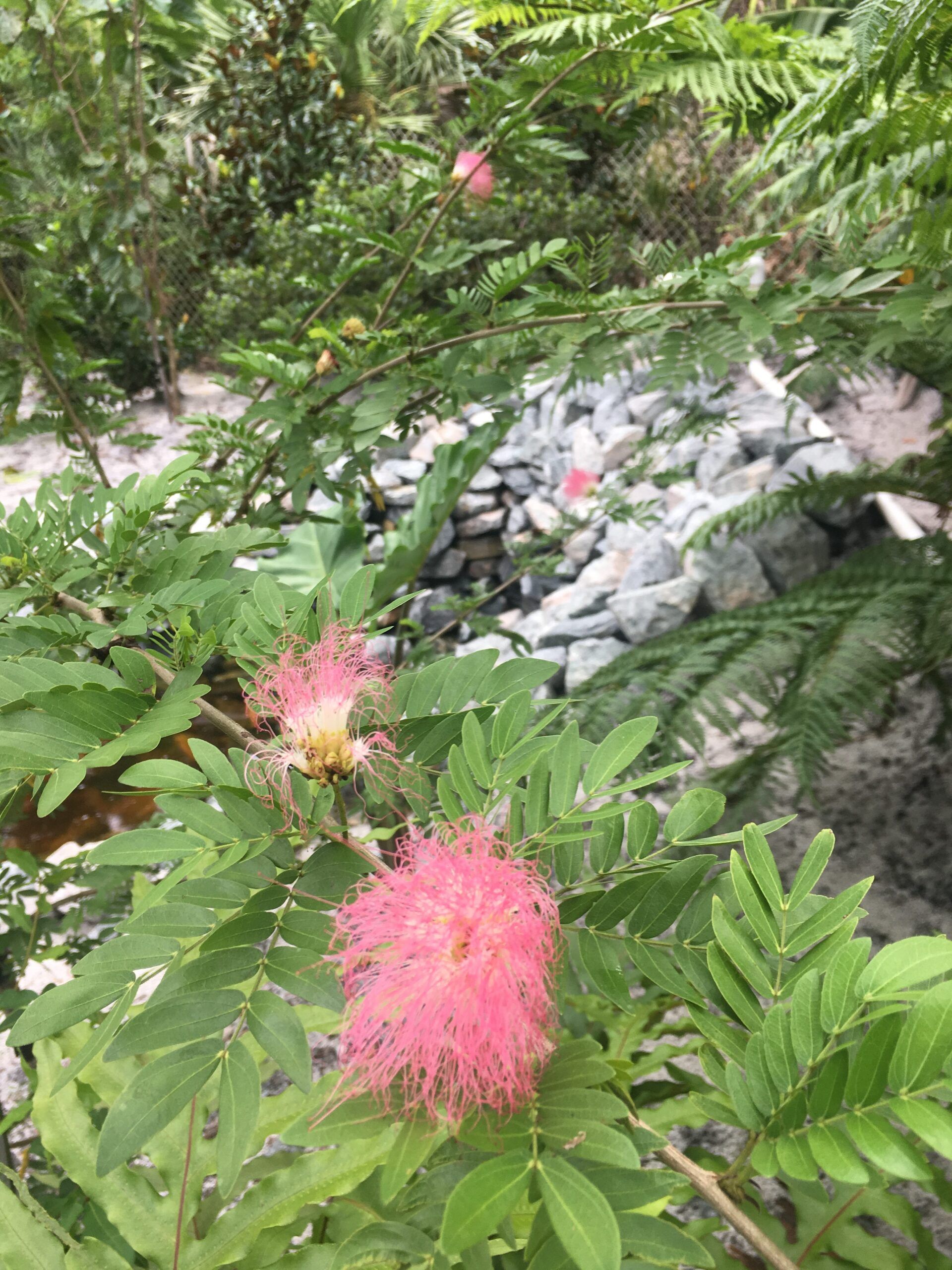 Stevenson Landscaping Project - Ashley Forest (Development) 30