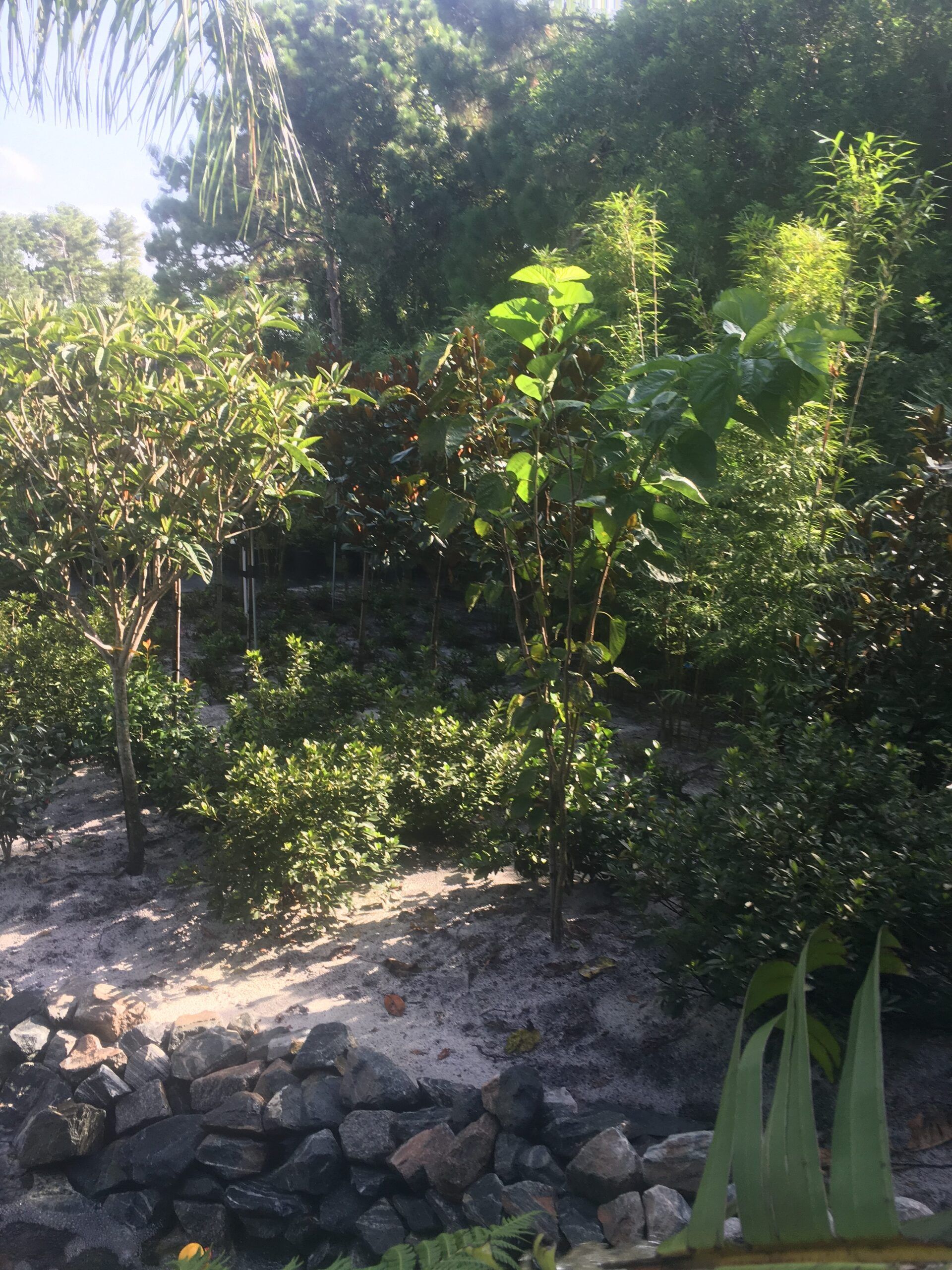 Stevenson Landscaping Project - Ashley Forest (Development) 31