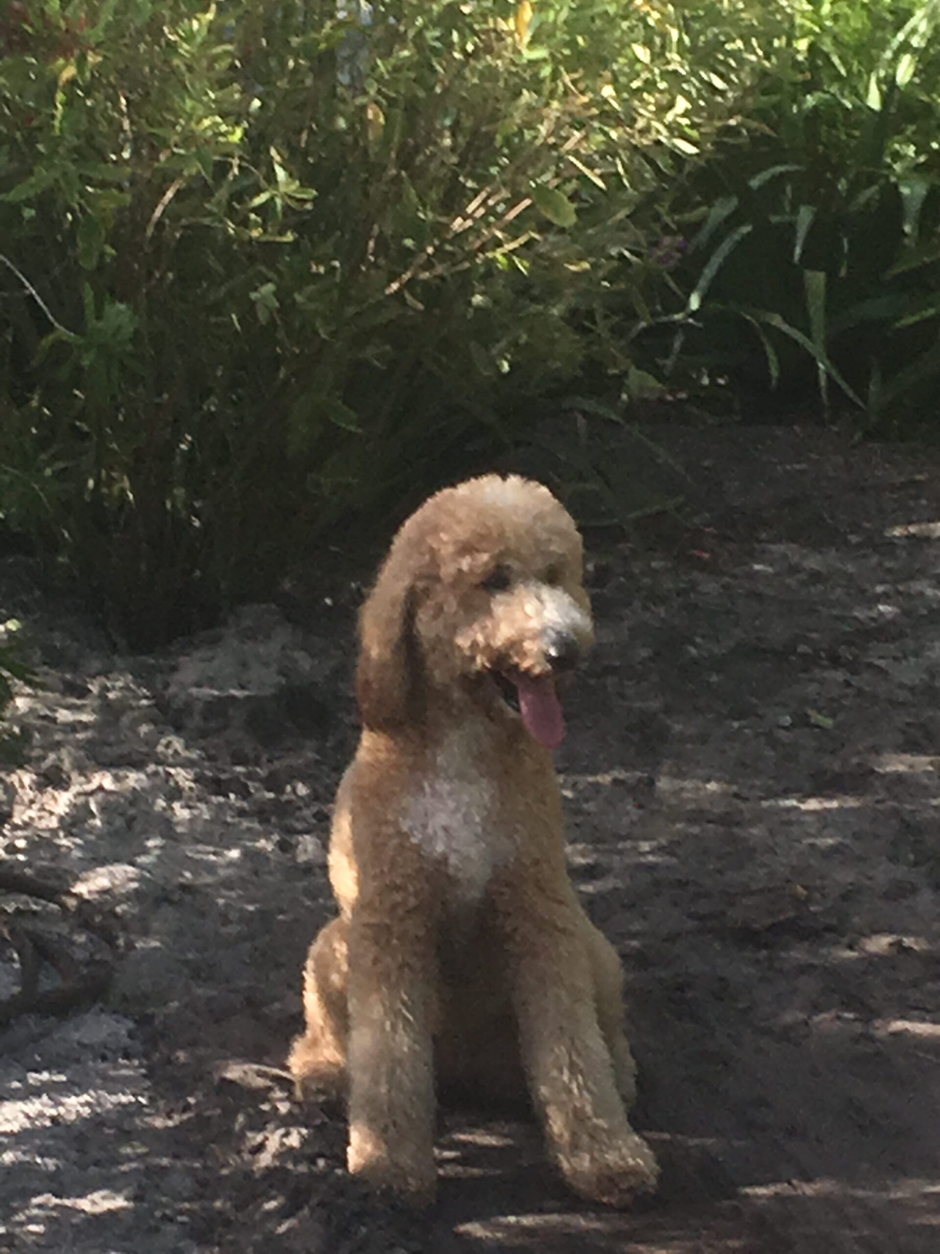 Stevenson Landscaping Project - Ashley Forest (Development) 35