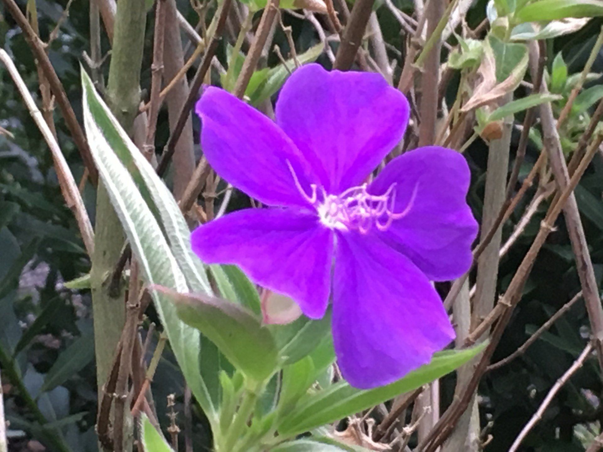 Stevenson Landscaping Project - Ashley Forest (Finished) 03