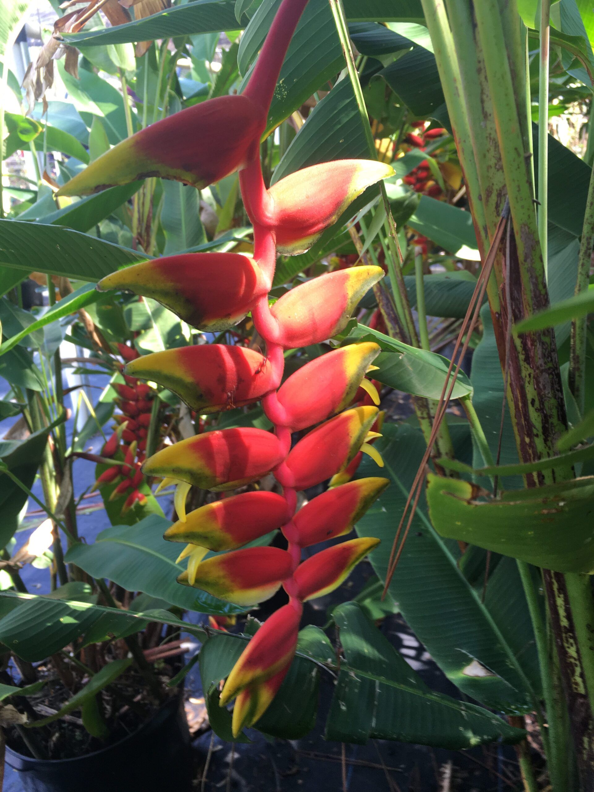 Stevenson Landscaping Project - Ashley Forest (Finished) 04