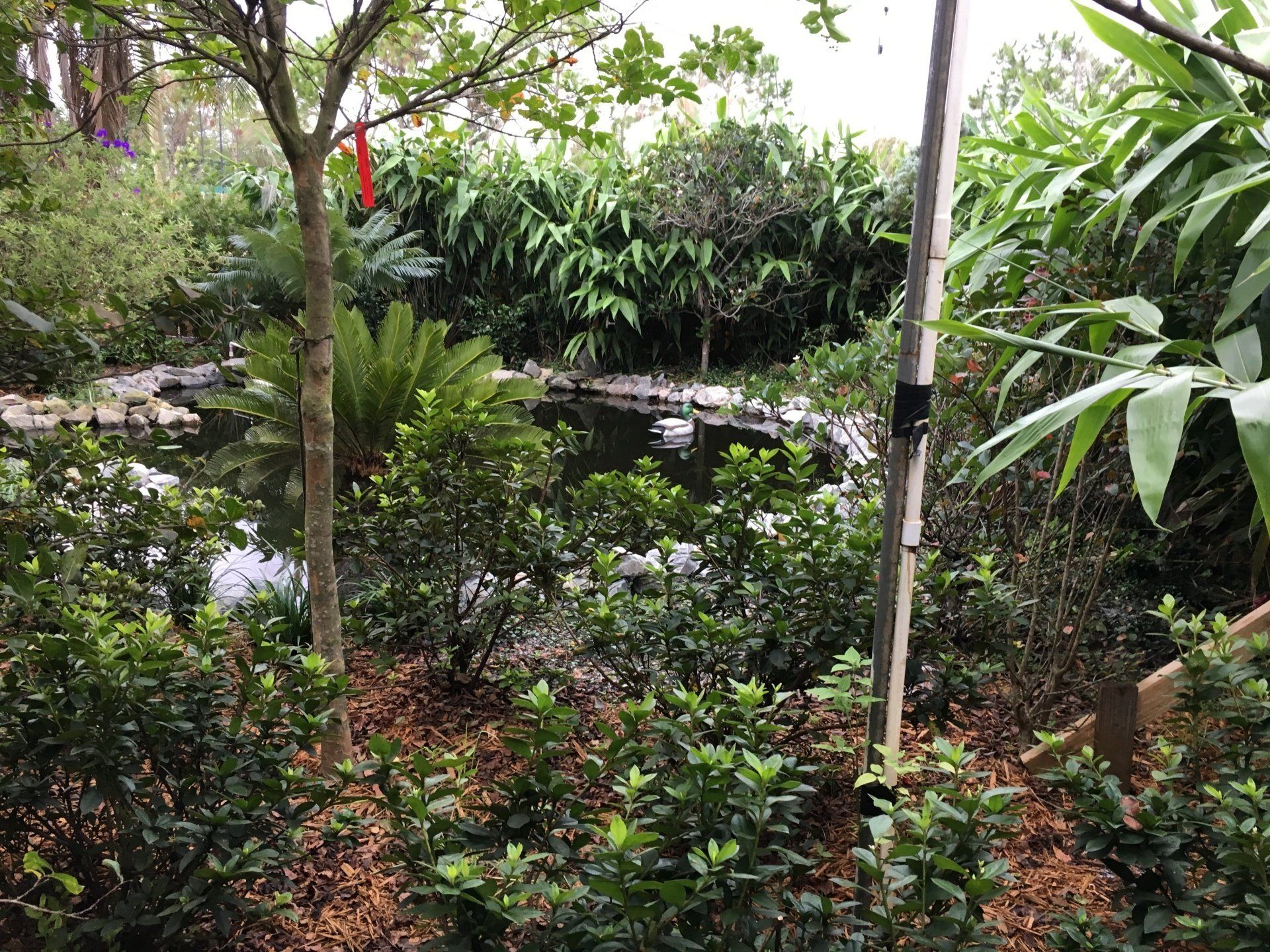 Stevenson Landscaping Project - Ashley Forest (Finished) 08