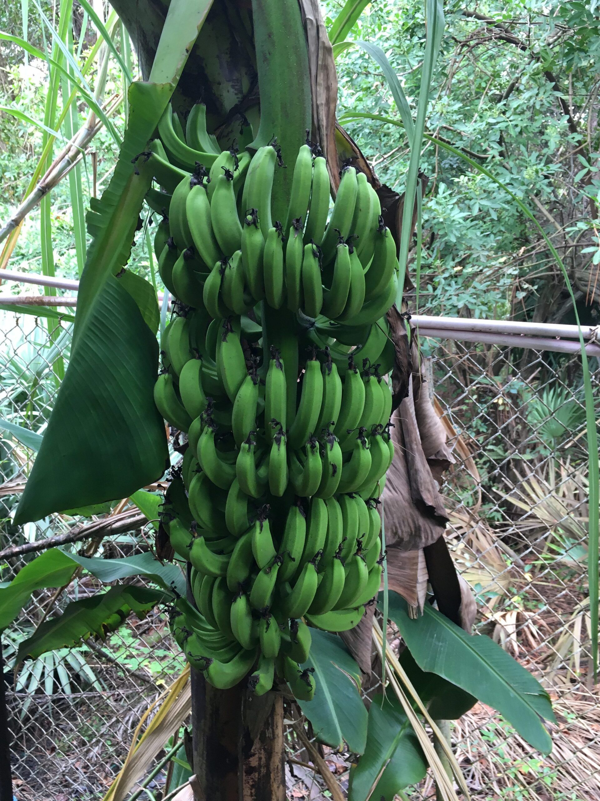 Stevenson Landscaping Project - Ashley Forest (Finished) 12