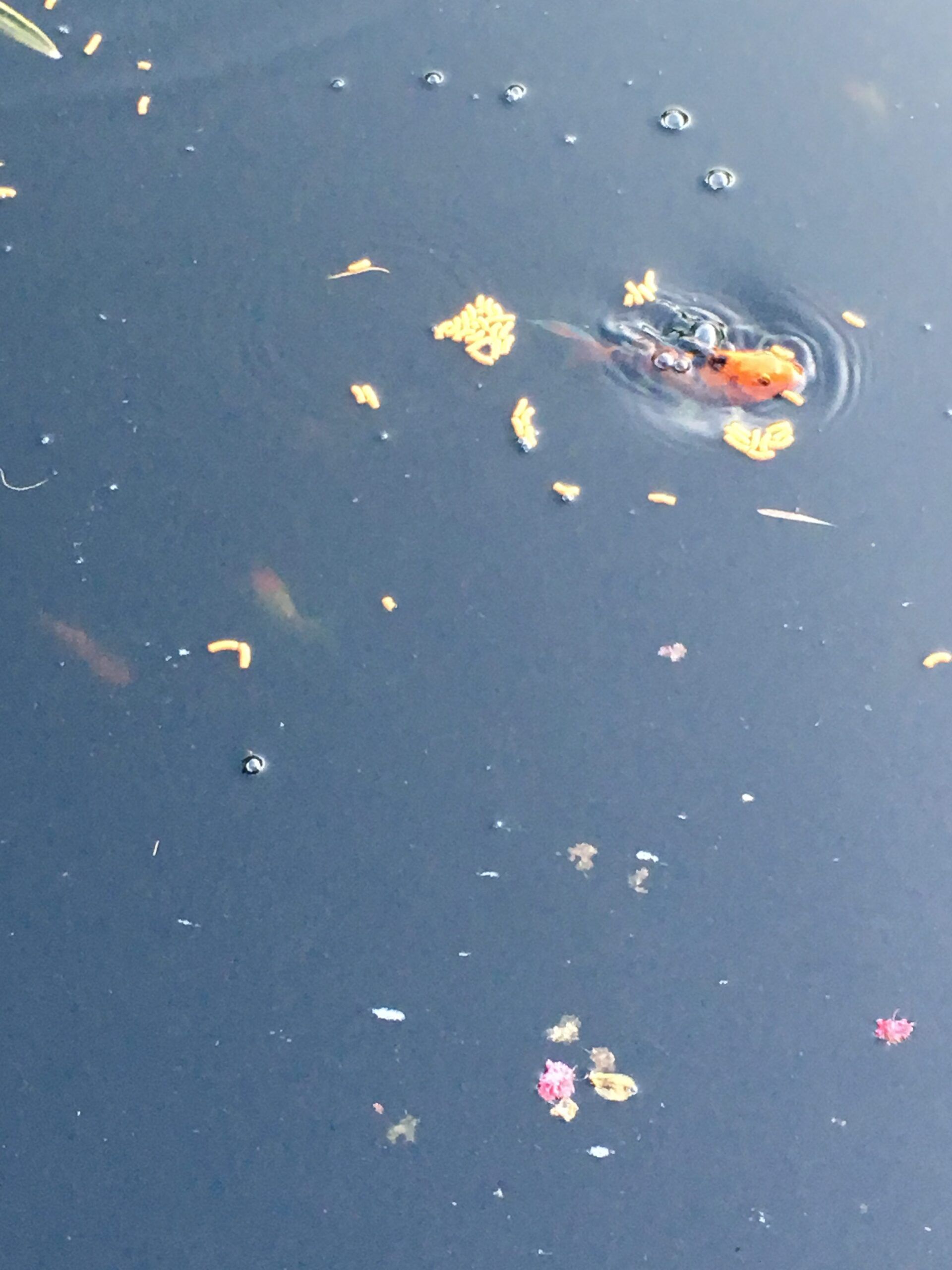 Stevenson Landscaping Project - Ashley Forest (Finished) 23