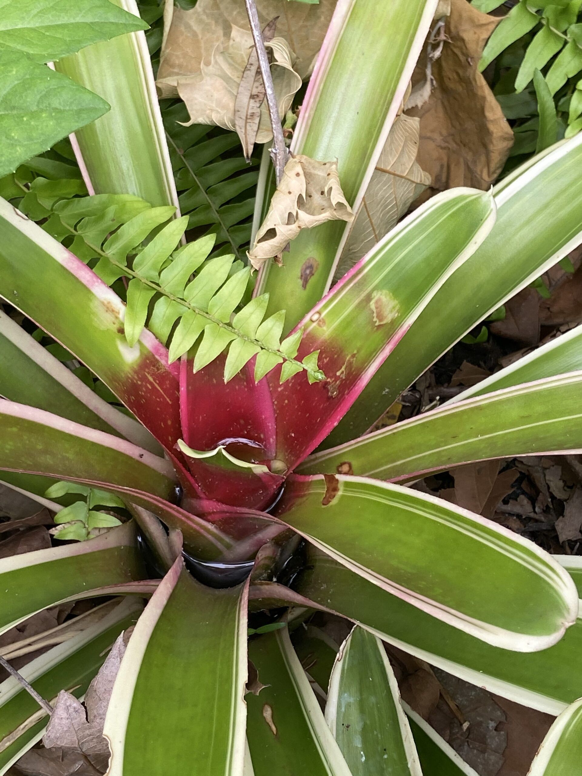 Stevenson Landscaping Project - Ashley Forest (Finished) 24