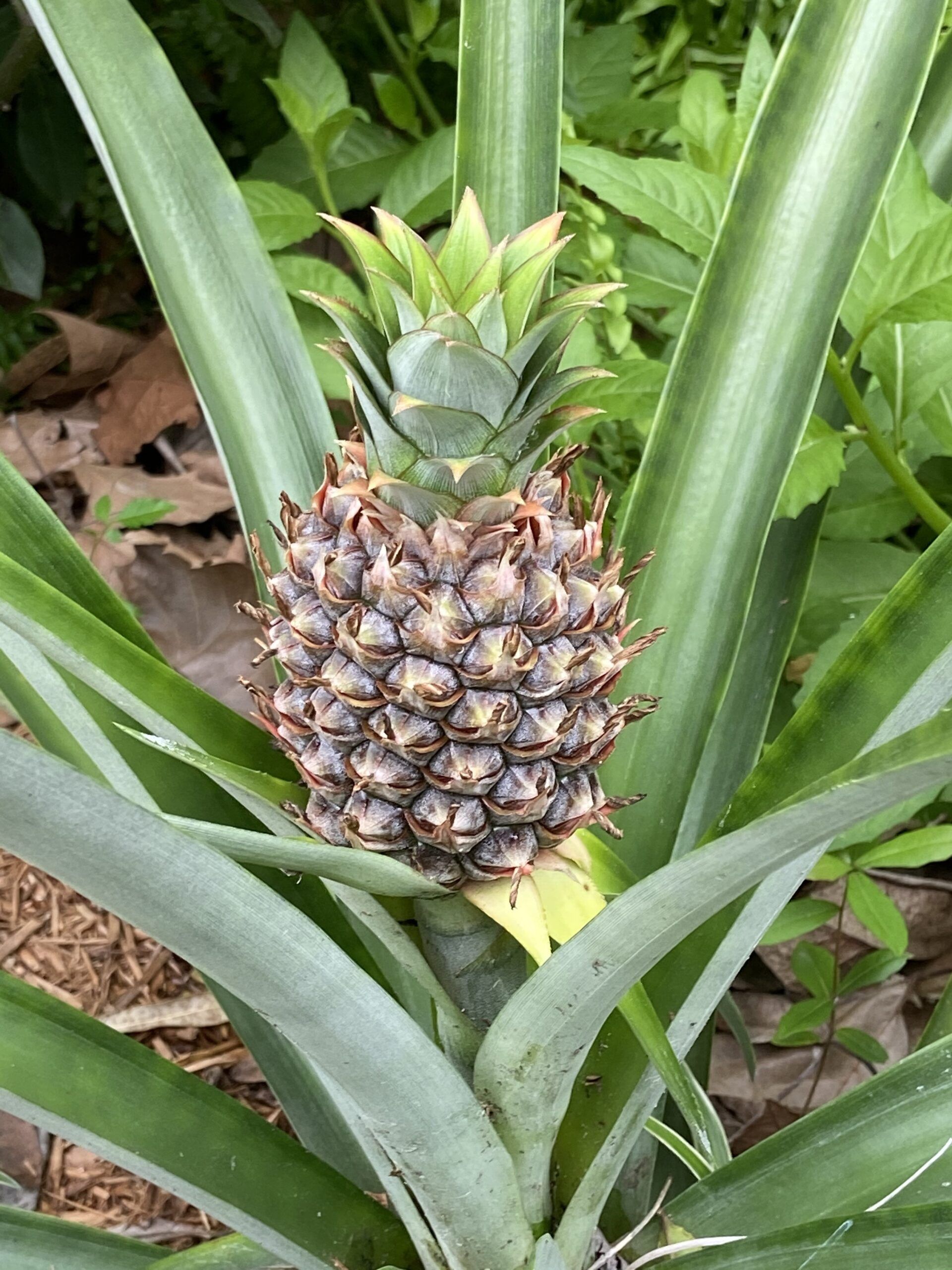 Stevenson Landscaping Project - Ashley Forest (Finished) 25