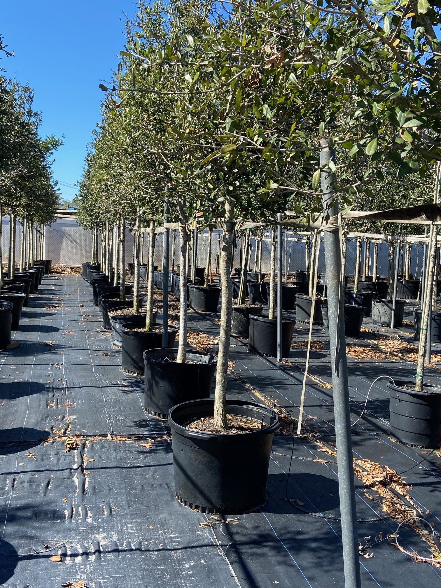 Stevenson Landscaping Project - Sherwood Park 03