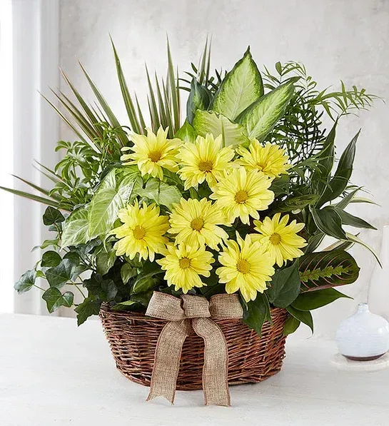 A basket filled with yellow daisies and green plants on a table.