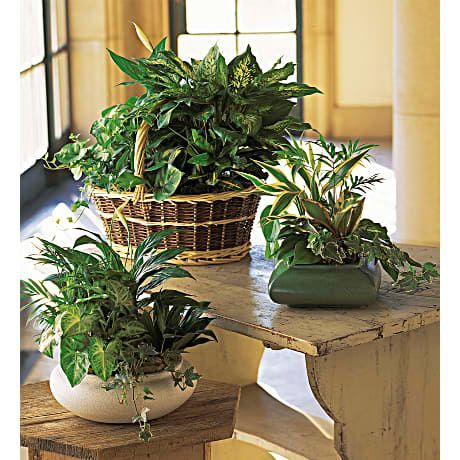 Three potted plants are sitting on a wooden table.