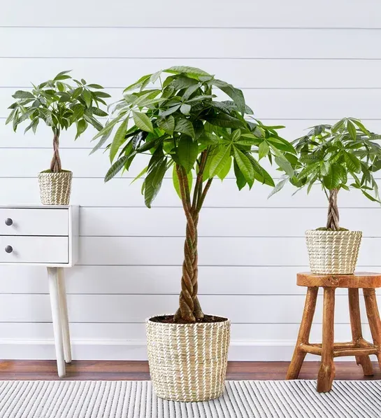 Three potted plants are sitting on a rug in a living room.