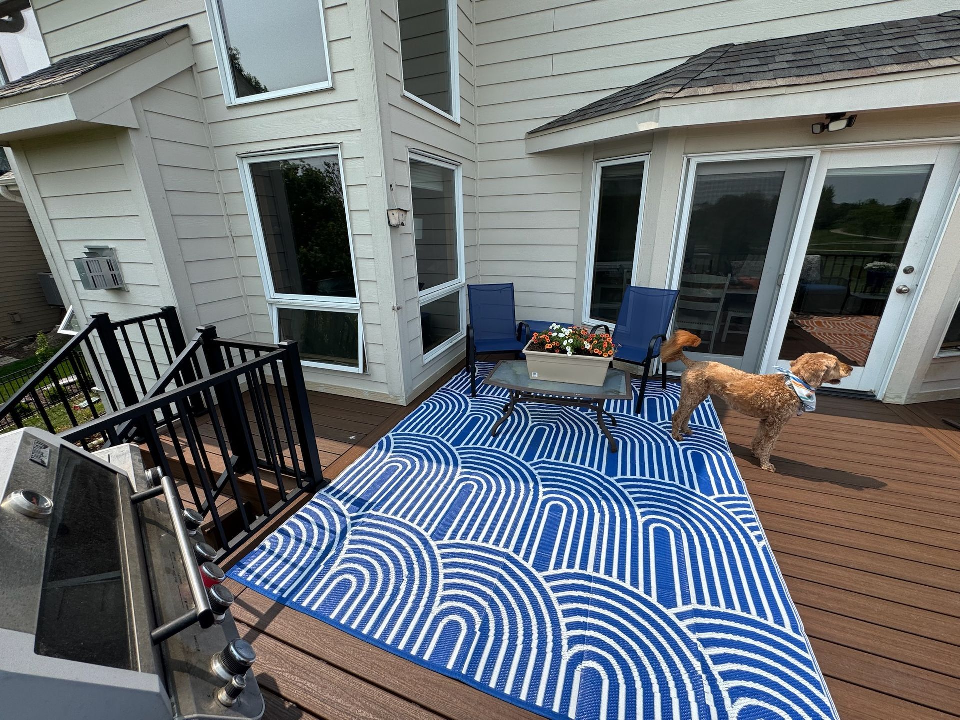 A dog stands on a deck with outdoor furniture and a blue patterned rug. The deck is next to a house.