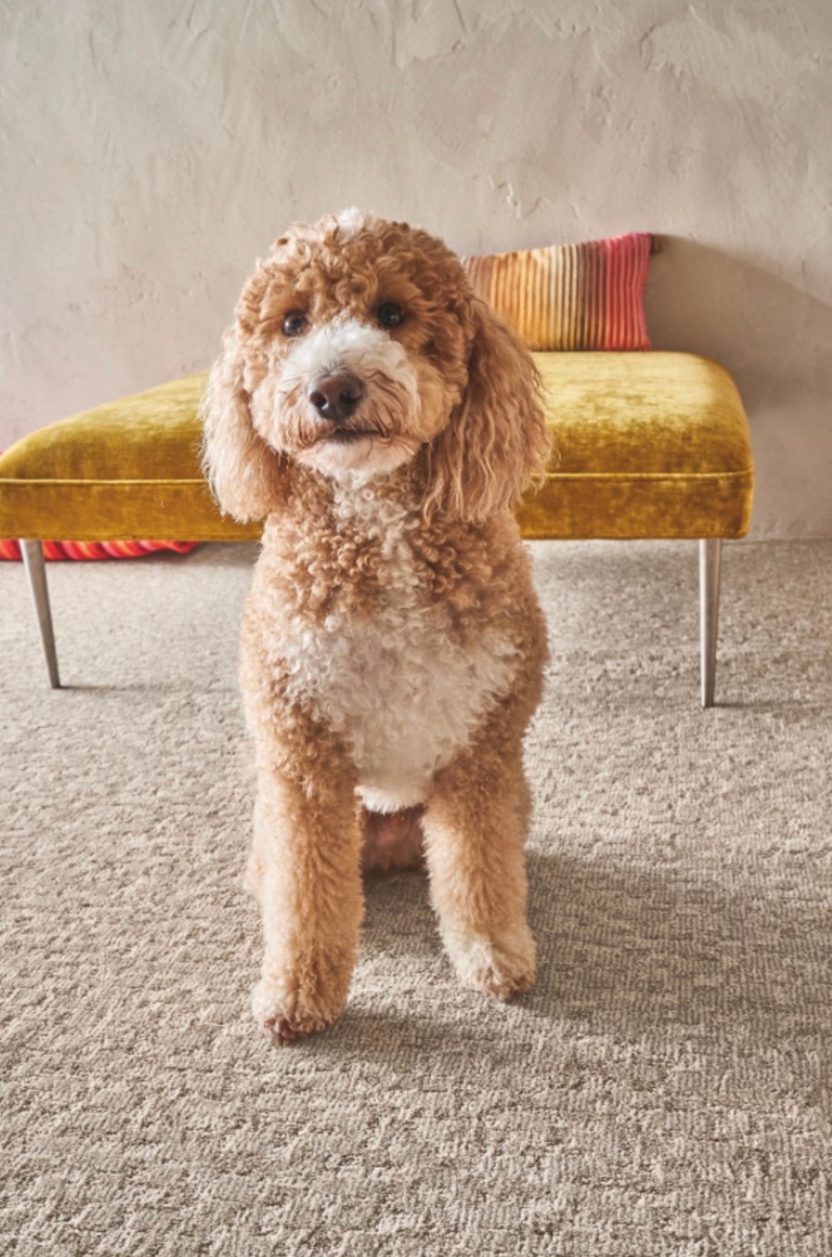 Goldendoodle dog sitting on a rug, with a yellow bench in the background.