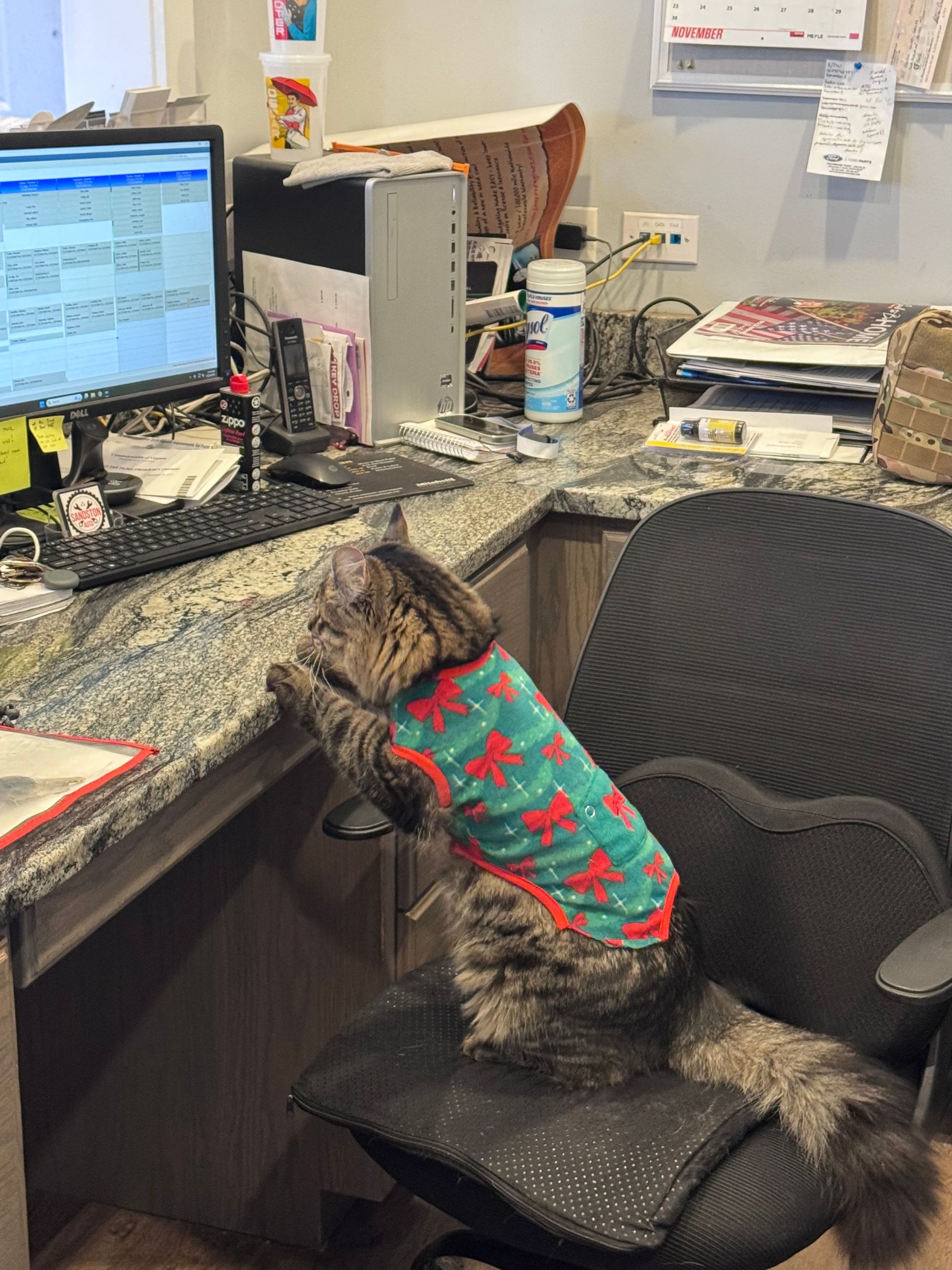 Cat wearing sweater stands on chair, paws on desk near computer. Office setting.