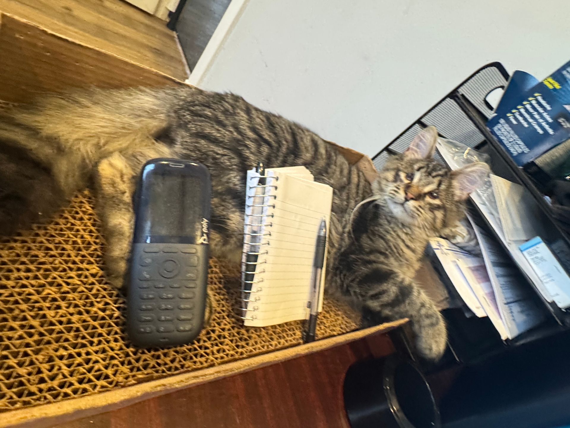 A tabby cat rests near a phone, notebook, and pen. The cat looks at the camera, relaxing on a cardboard surface.