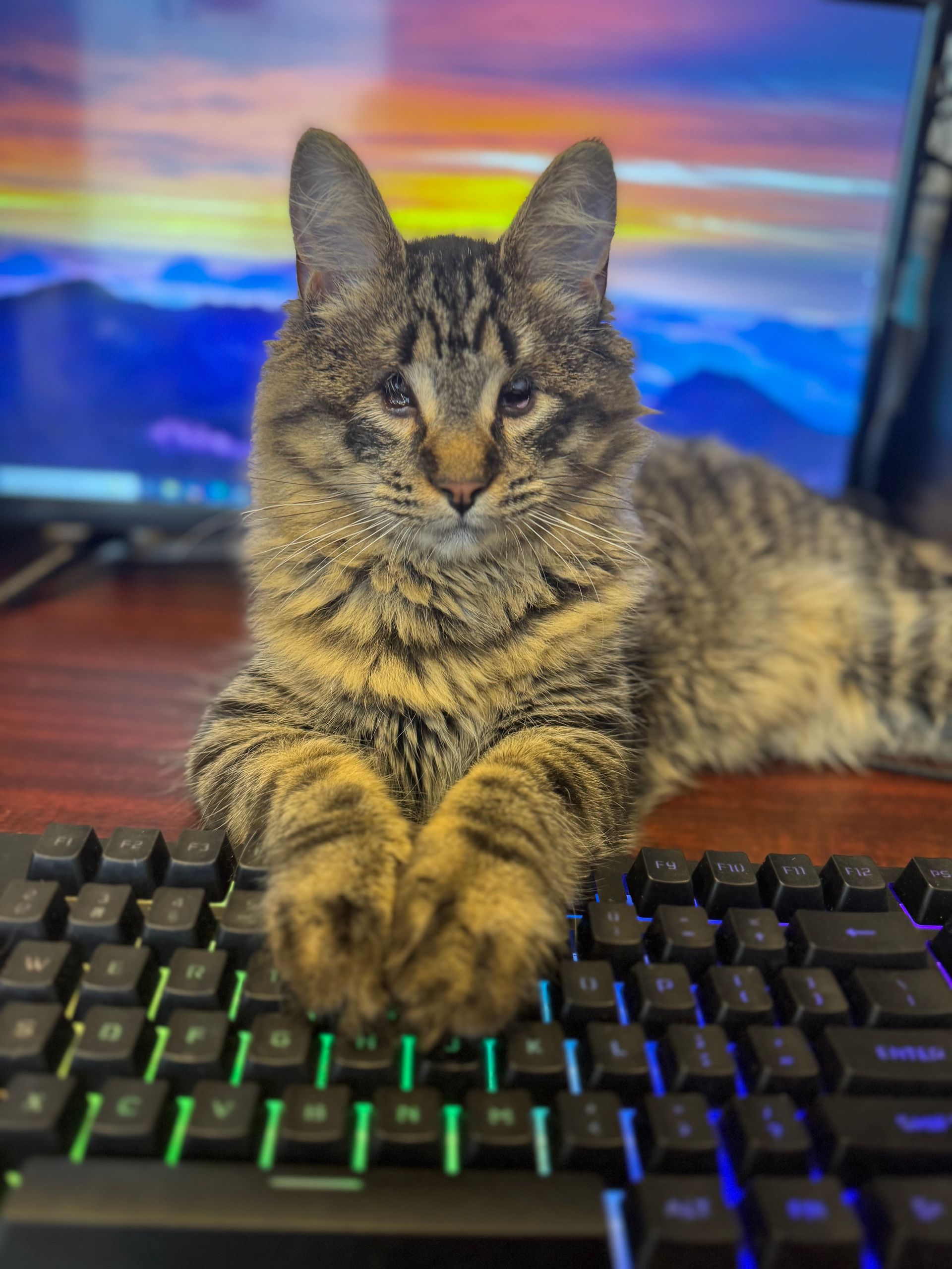 Tabby cat resting paws on a backlit computer keyboard, in front of a monitor with a scenic background.