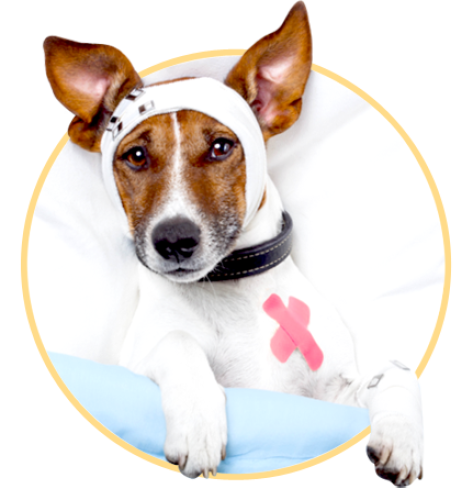 affordable vet pet clinic