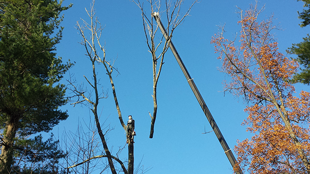 Tree pruning