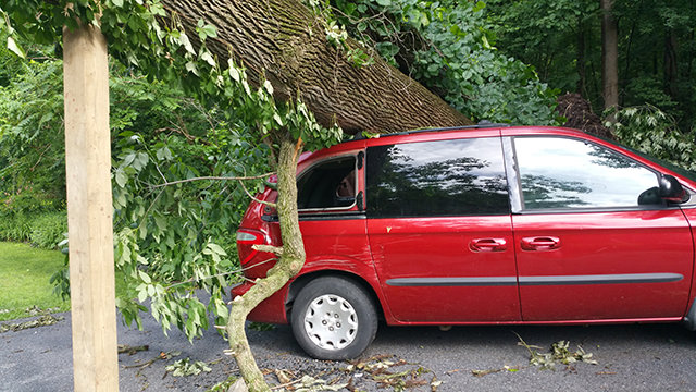 Tree on top of a car