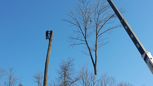 Tree topping prevention