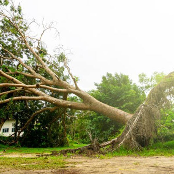 Jaime's Tree Service
