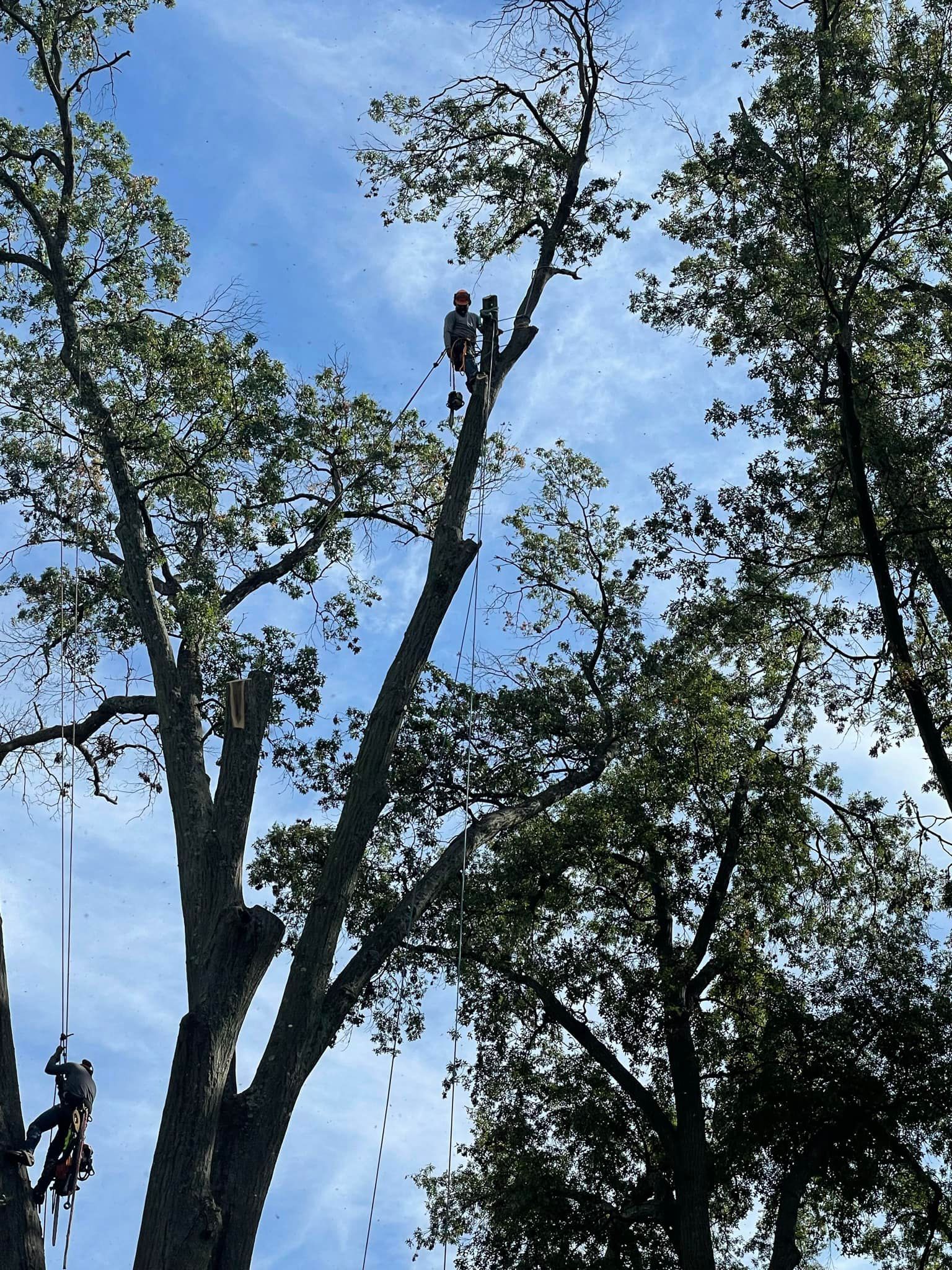 Two tree trimmers working in a tall tree against a partly cloudy blue sky. One is in the branches, the other on the trunk, using ropes.