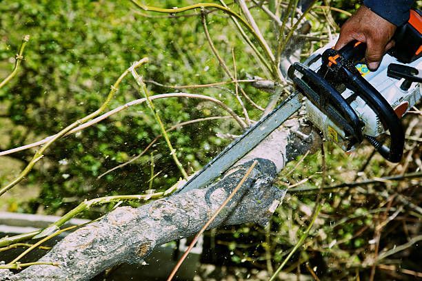 A person using a chainsaw to cut a tree branch outdoors, with green foliage in the background.