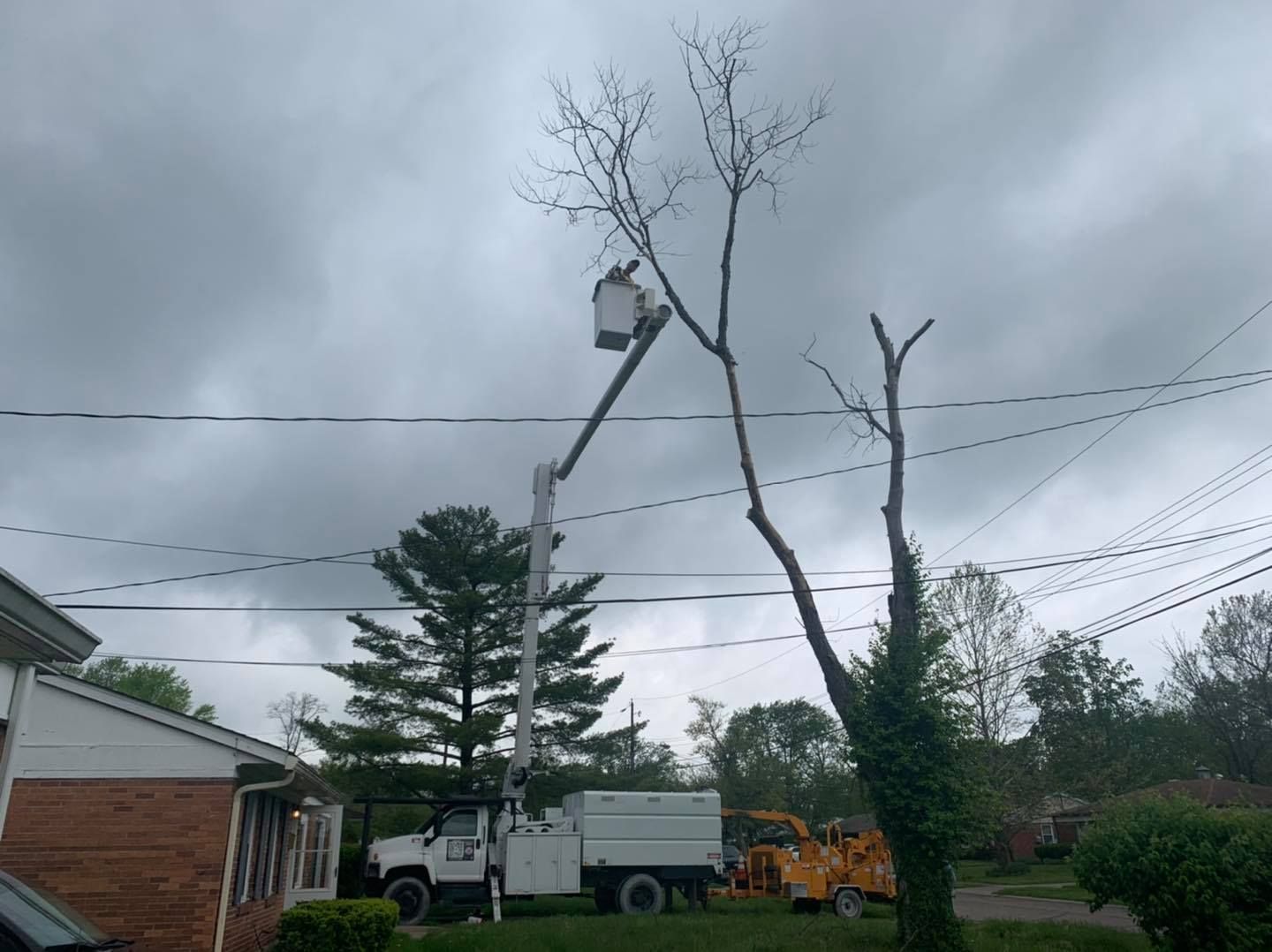 A tree service worker in a bucket truck trims a tall, bare tree next to power lines on a cloudy day.