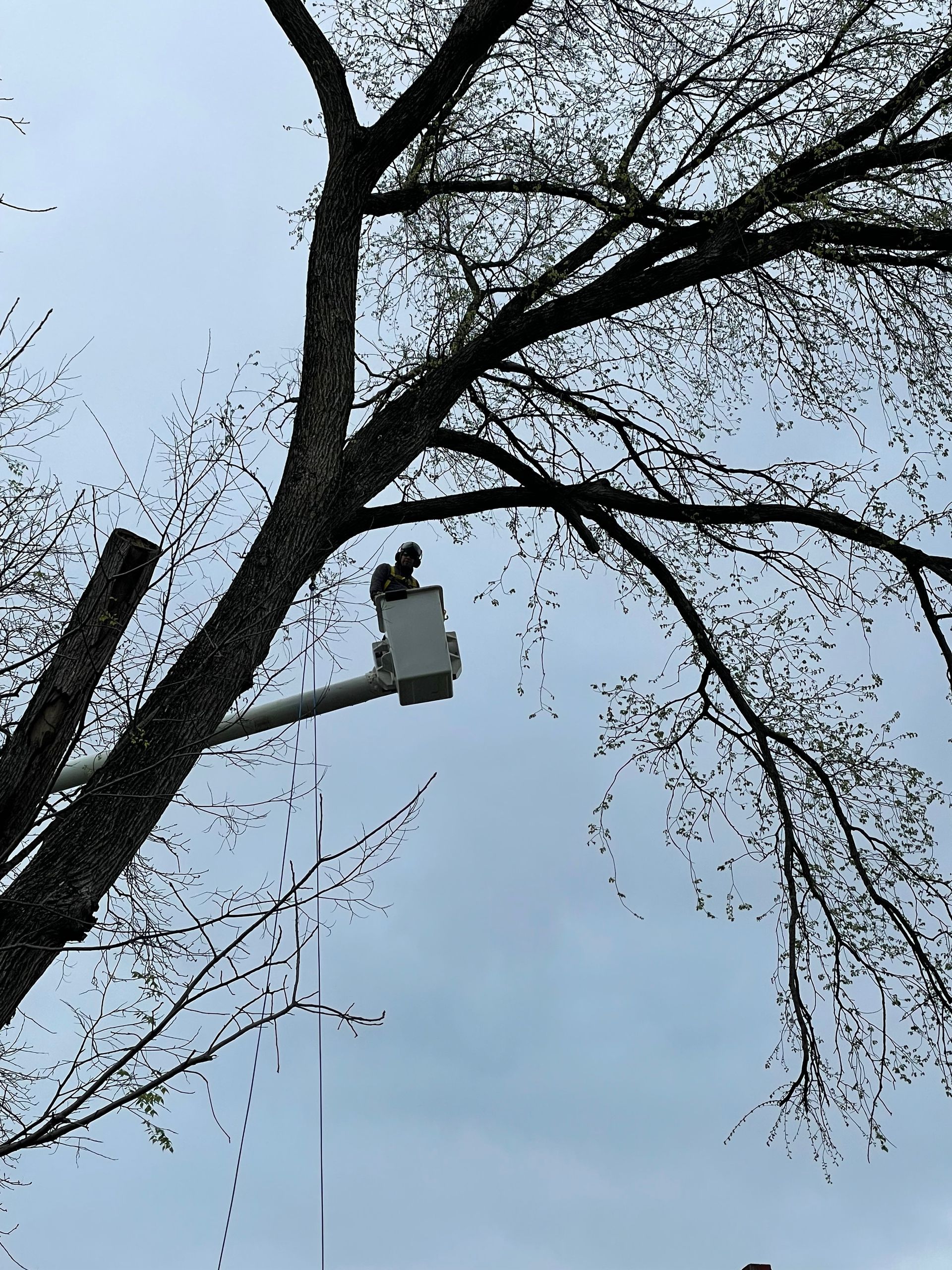 A person in a bucket lift trimming a tree with bare branches against a cloudy sky.