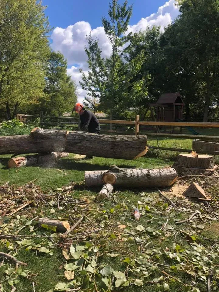 A person wearing a helmet uses a chainsaw to cut logs on a grassy lawn. The setting is a backyard with trees and a fence.