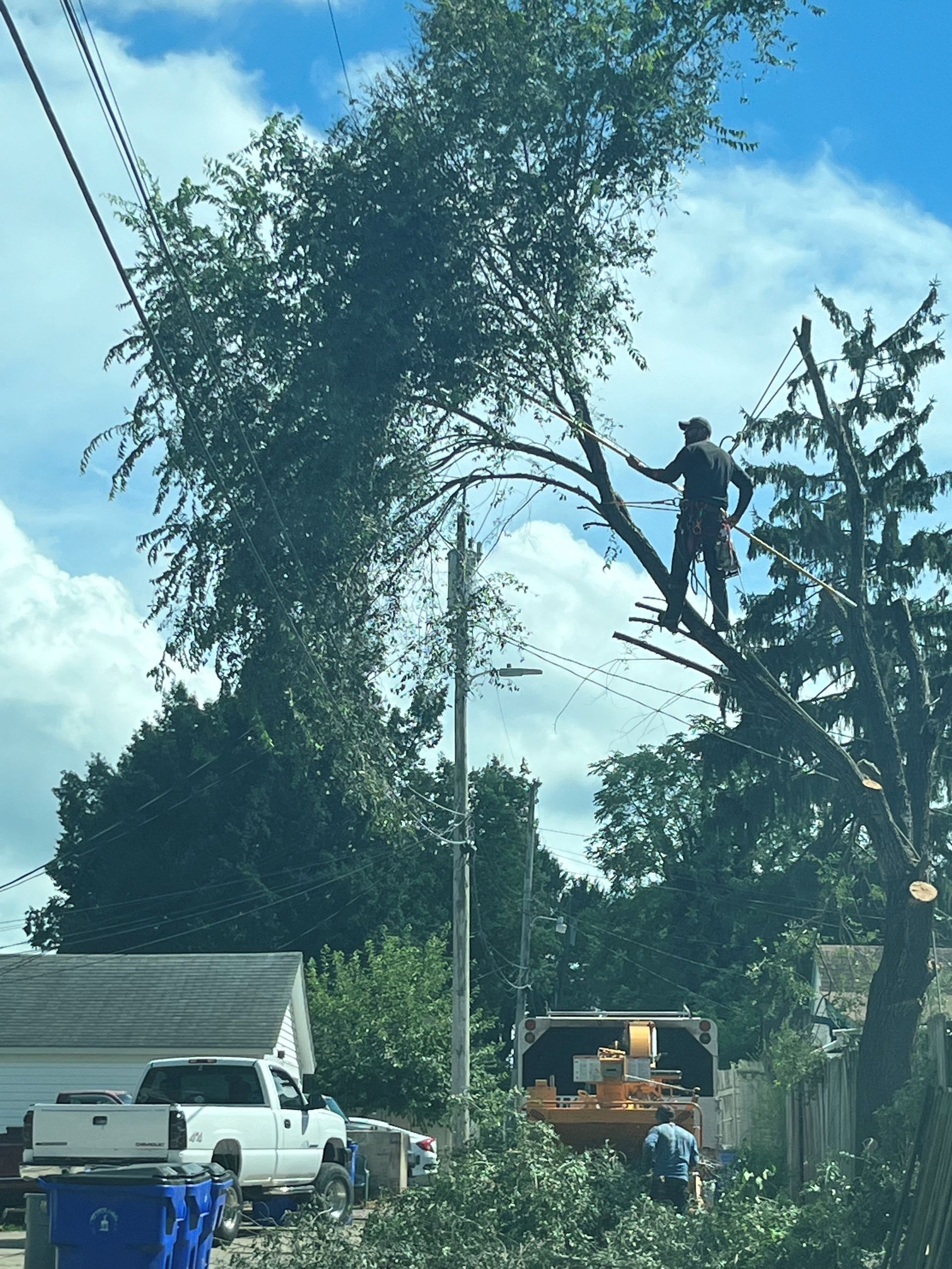 A tree trimmer on a branch, cutting tree limbs near power lines. A truck and workers are below.