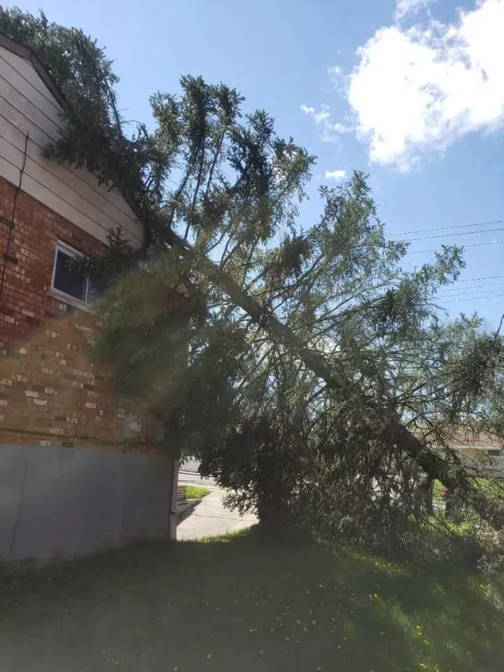 A large tree has fallen onto a red brick building, with its branches resting on the roof and side. Blue sky in the background.