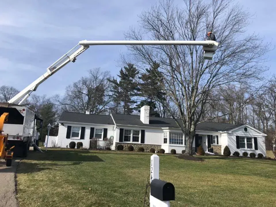 A tree trimming service is at work. A worker in a lift bucket trims a tree in front of a white house on a sunny day.