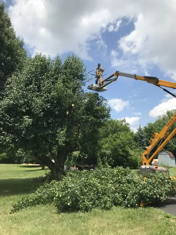 A tree trimming service uses a yellow lift to cut branches from a large tree on a sunny day. Green grass and bushes surround the base.