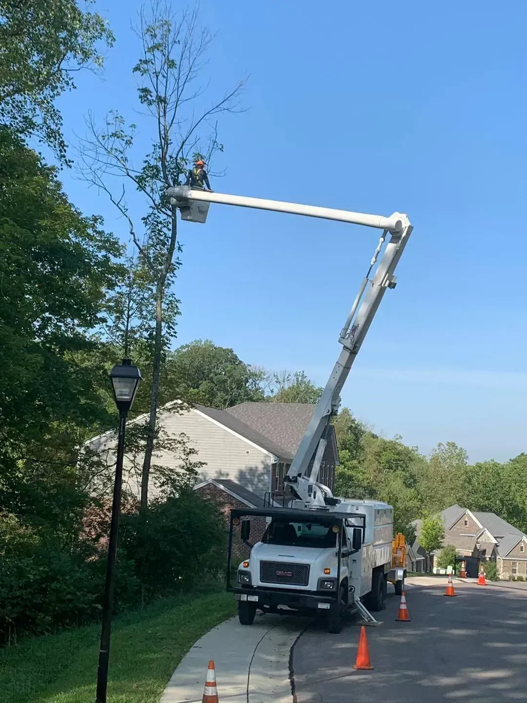 A tree trimming service worker in a cherry picker truck, removing branches from a tall tree on a residential street under a blue sky.