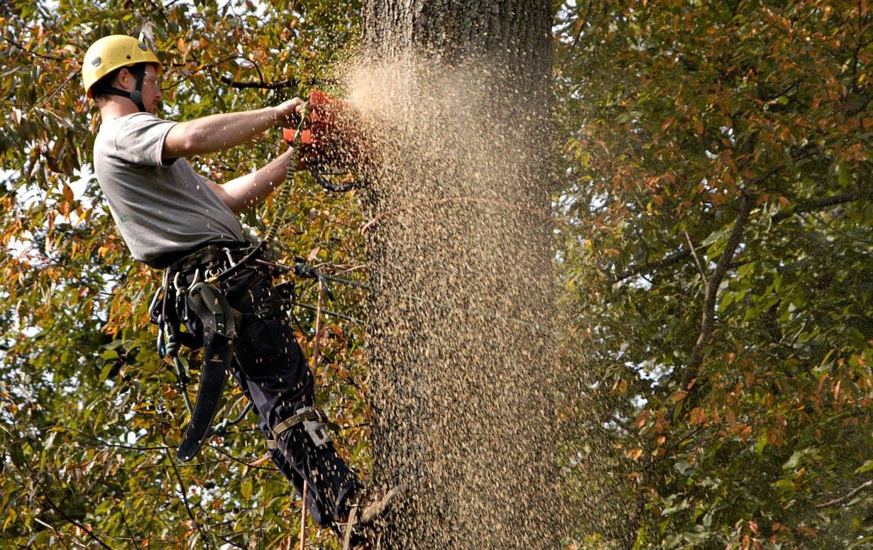 Jaime's Tree Service