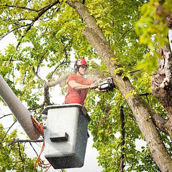 Jaime's Tree Service