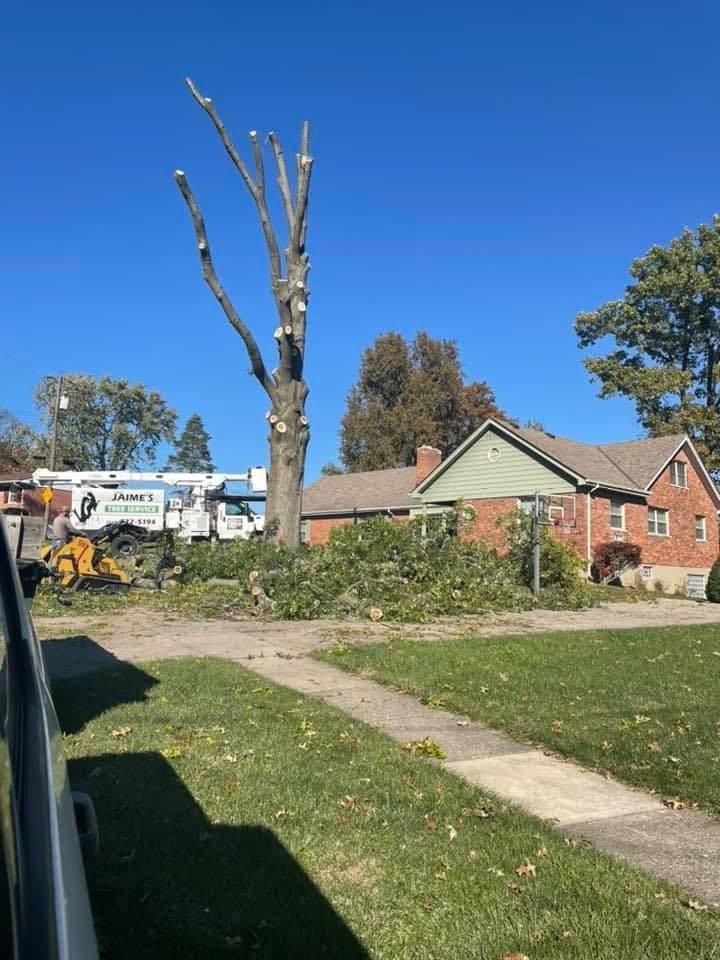 A tree being trimmed in front of a brick house. A truck and construction equipment are present, along with trimmed branches on the ground.