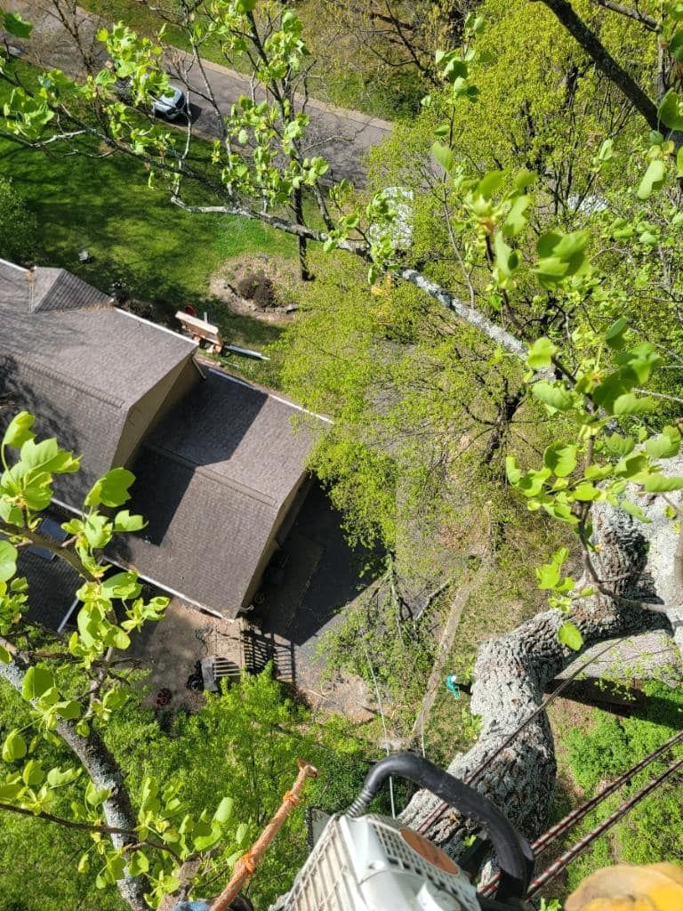 A person in a tree using a chainsaw to cut branches near a house with a brown roof on a sunny day.