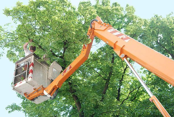 Person trimming tree branches from a lift, the arm reaching through green leaves. Orange lift against a blue sky.