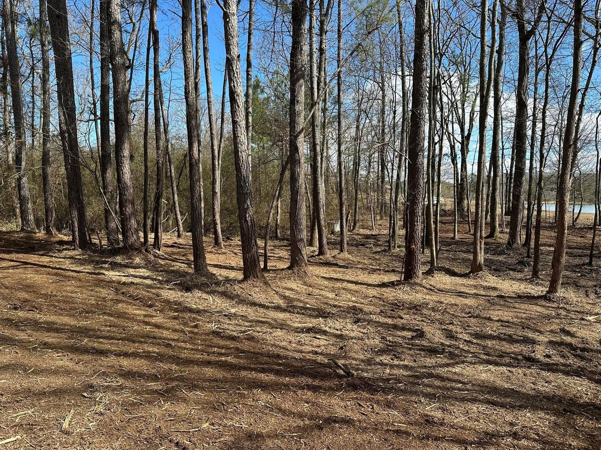 A row of trees in a forest with a lake in the background.