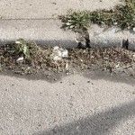Sidewalk with weeds growing along the curb; dry debris and litter present.