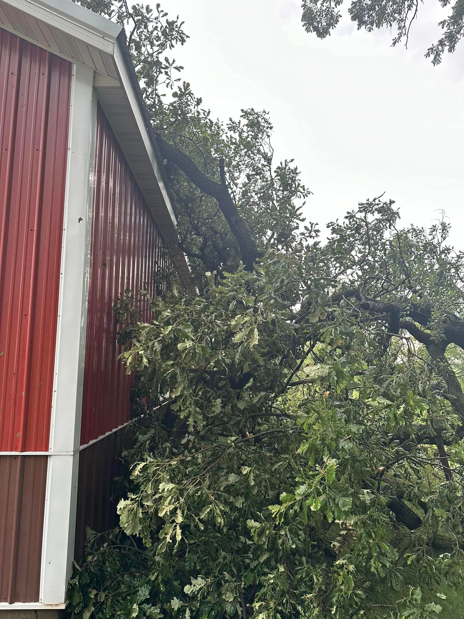 A tree has fallen on the side of a barn