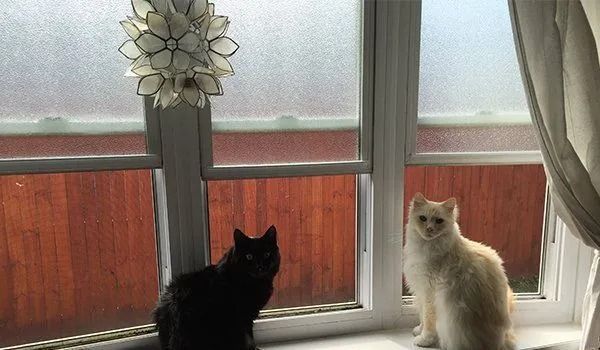 Two cats sit on a windowsill. A black cat and a white cat face the camera near a window with a light.