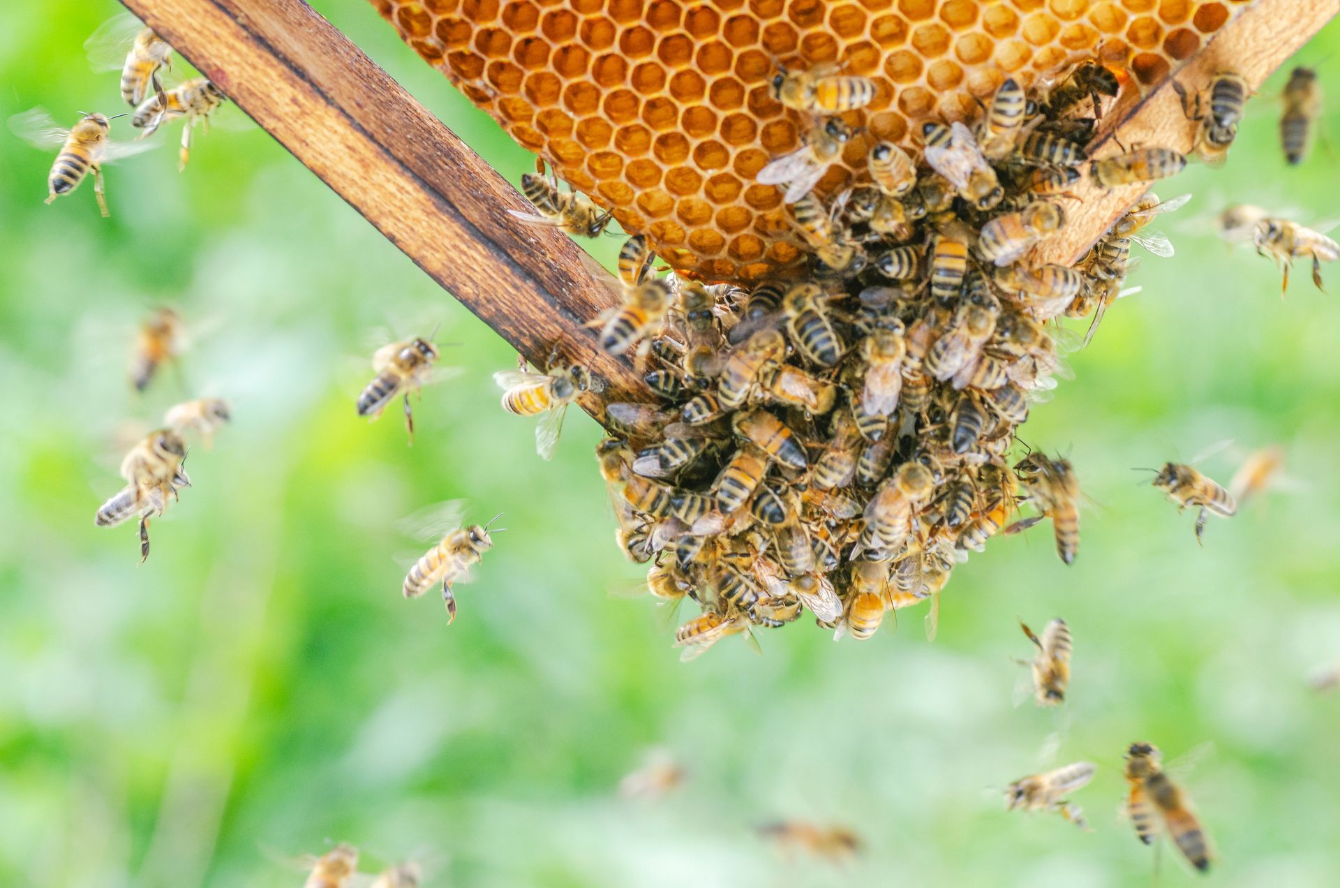 bees