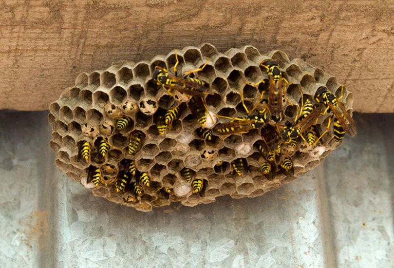 Yellow jacket nest with many insects attached to a ceiling.