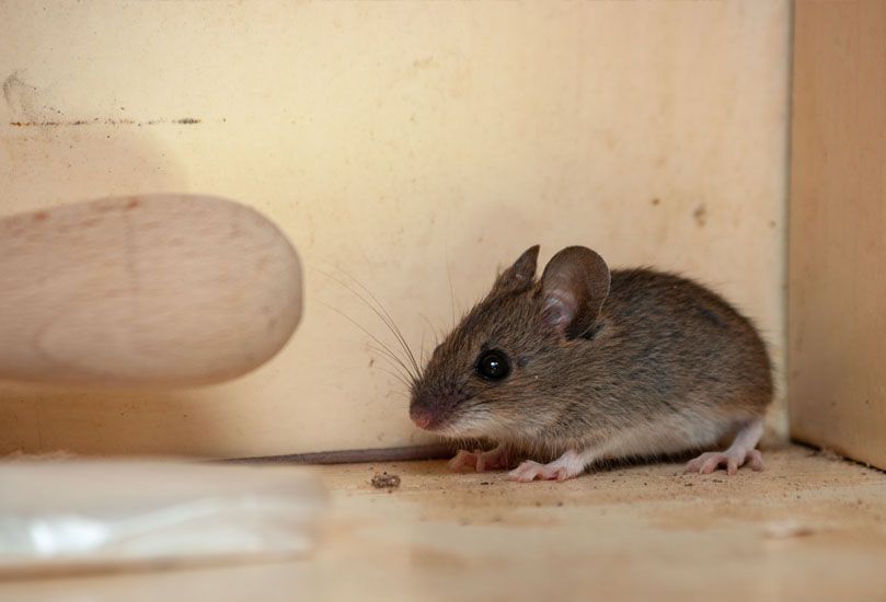 Mouse with gray fur and large ears in a wooden corner, looking toward the left.