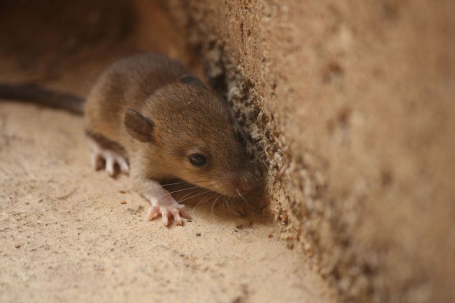 Brown mouse near a light brown brick wall, sniffing ground with tiny pink paws.
